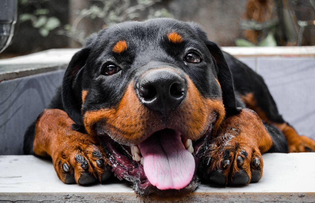 Discover the ultimate guide to pampering your Rottweiler with 'Rottie Rewards.' From durable chew toys to personalized accessories, find the perfect gifts that will make your furry friend's tail wag with delight. Spoil your Rottie with love and the finest presents they truly deserve!