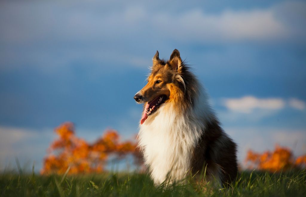 Spoil the Rough Collie fan in your life! Find the perfect gift to celebrate their love for these majestic dogs - from breed-specific artwork to funny collie mugs. It's Lassie-approved!