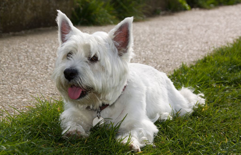 Fiercely Loyal or Needy? Understanding Your Scottie’s Attachment Style