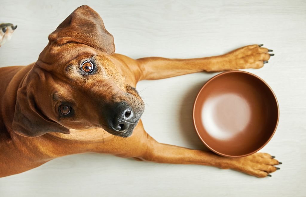 Spoil Your Pup: Custom Dog Bowls with Names, Photos, and More!