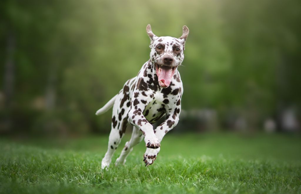 Engage your Dalmatian's mind & body with interactive games! Find training tips, playtime ideas, and discover how Printies' personalized dog accessories can elevate your pup's playtime experience!