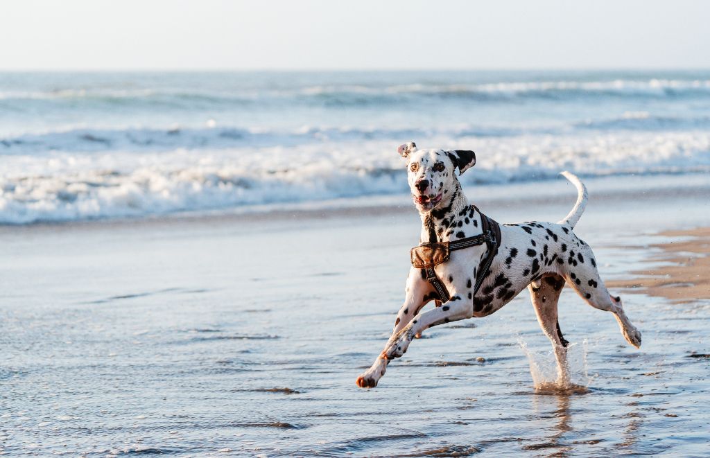Ever wondered why Dalmatians have so much energy? It's all thanks to their working-dog background! This article explores the boundless energy of Dalmatians, including how much exercise they need and fun ways to tire them out.