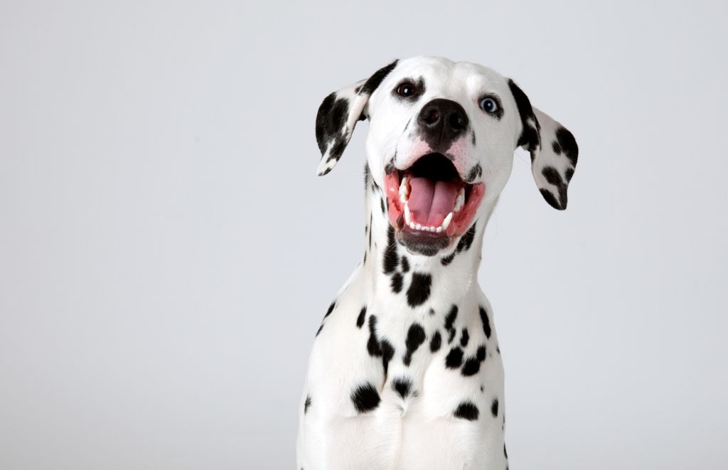 Why Do Dalmatians Shed So Much?