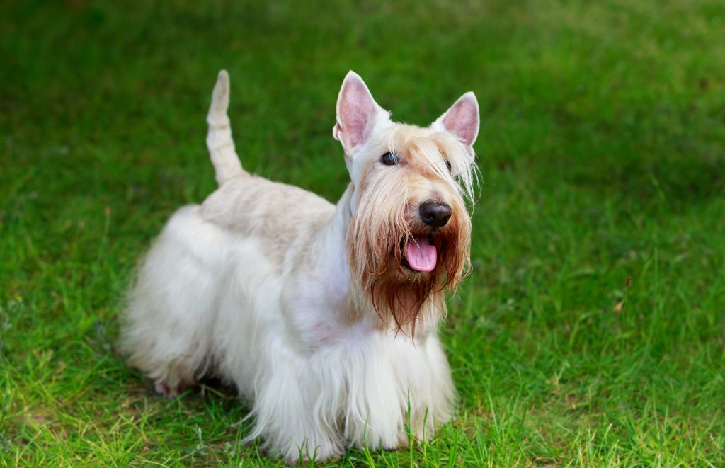 Why Do Scottish Terriers Bark So Much?