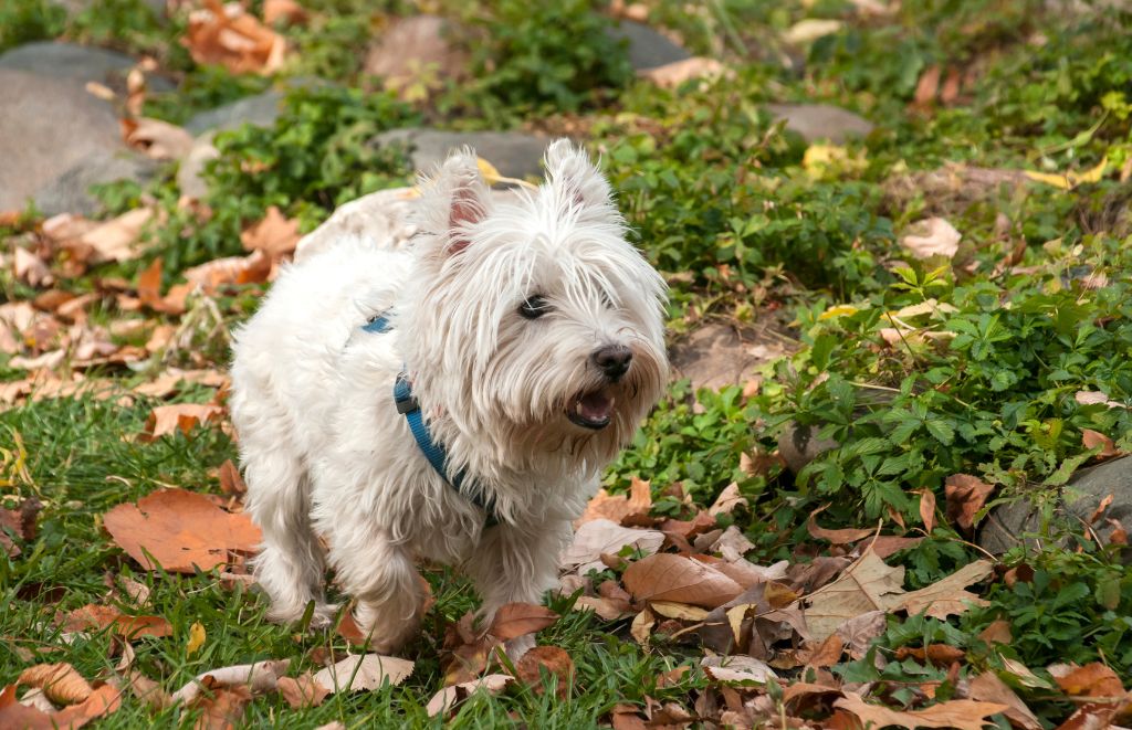 Why Do Scottish Terriers Have Such Stubborn Personalities?
