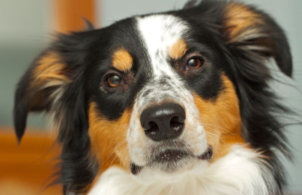 Unsure what your Border Collie's intense stare means? We explore the reasons behind this common behavior - from communication to boredom! Learn how to decipher your pup's gaze and strengthen your bond.