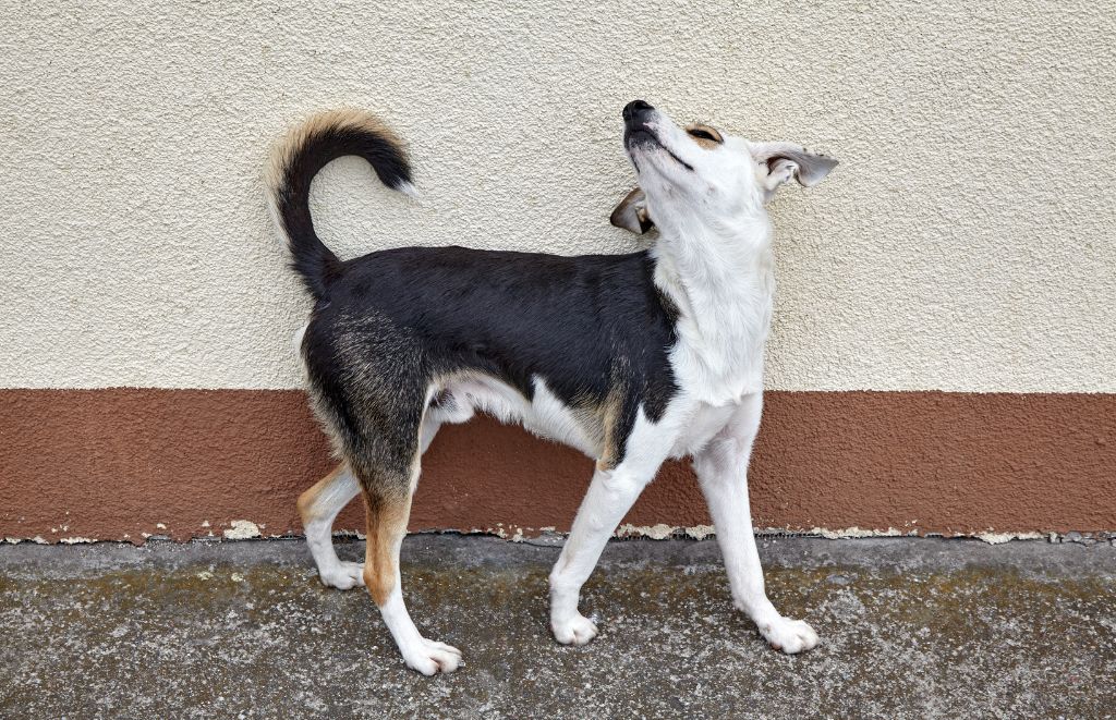 Is your dog a wall-rubbing champion? Don't worry, it's not a secret doggy code! This article explores the common reasons why dogs rub against walls and offers tips to help your pup ditch the habit.