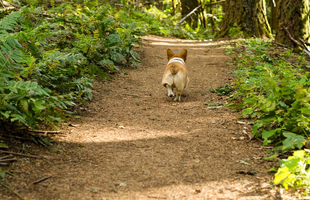 Explore the great outdoors with your Corgi companion! Learn how to choose the right trail, essential gear for dog hikes (including a collapsible water bowl!), and keep your pup safe and happy on your next adventure.