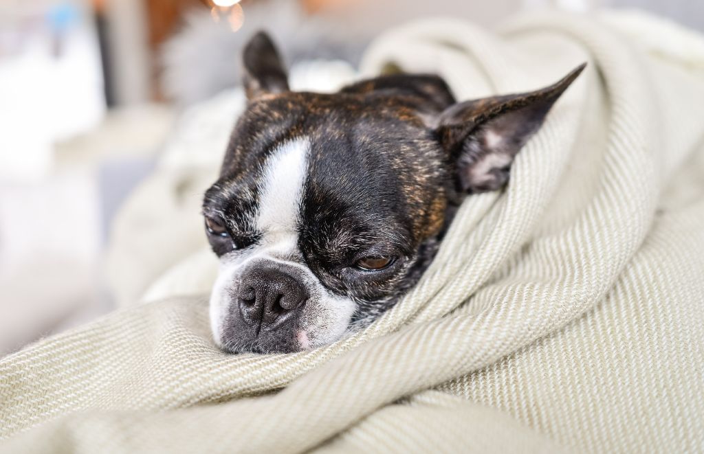 Why Do Boston Terriers Burrow Under Blankets?