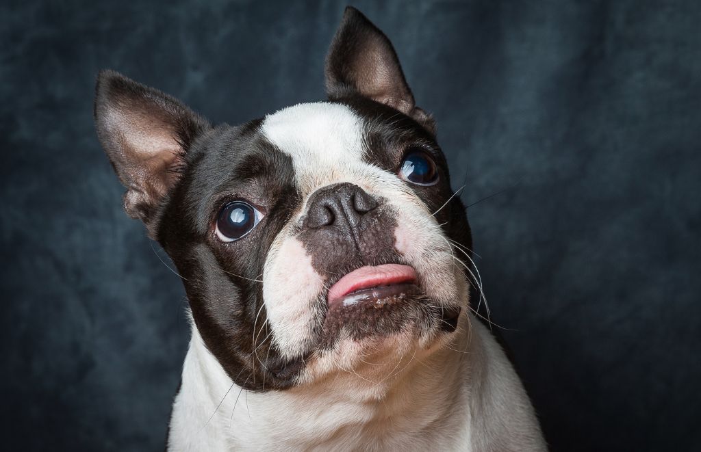 Why Do Boston Terriers Snore?