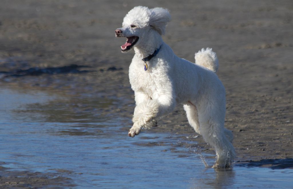 Why Do Poodles Jump So Much?