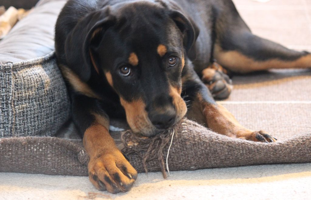 Why Do Rottweilers Chew Everything?