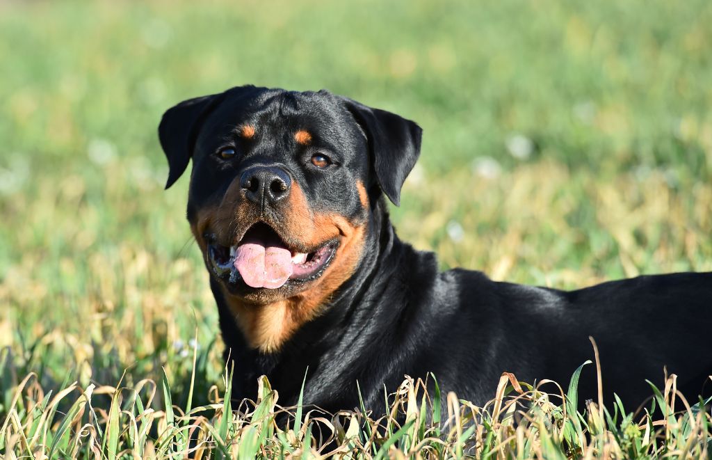 Why Do Rottweilers Growl When Happy?