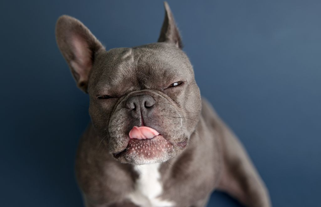 Why Does My French Bulldog Have Hiccups?