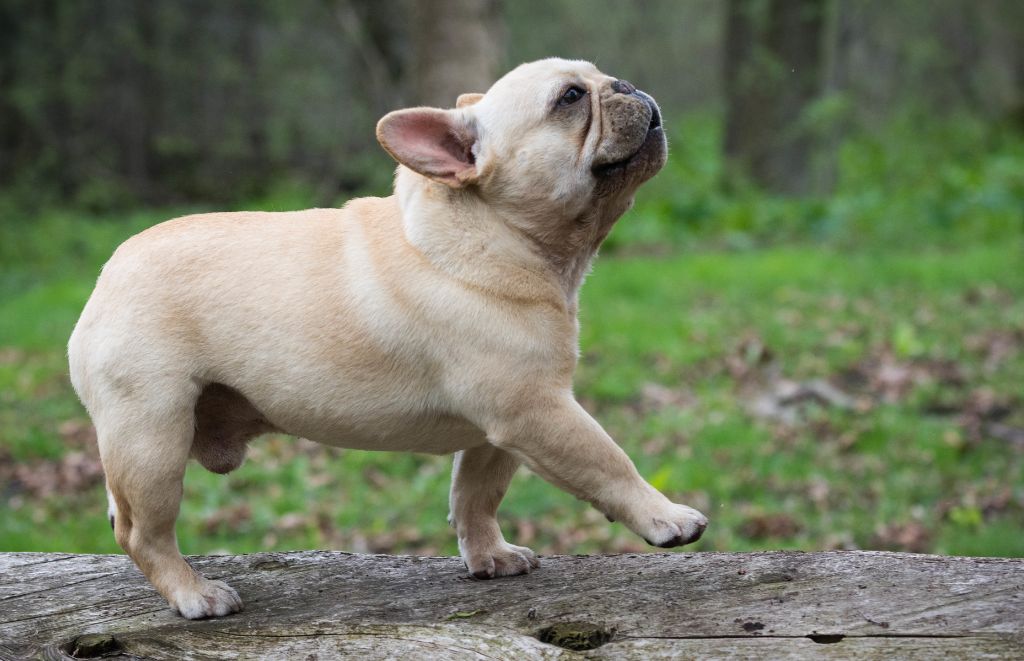 Why Is My French Bulldog Coughing and Gagging?